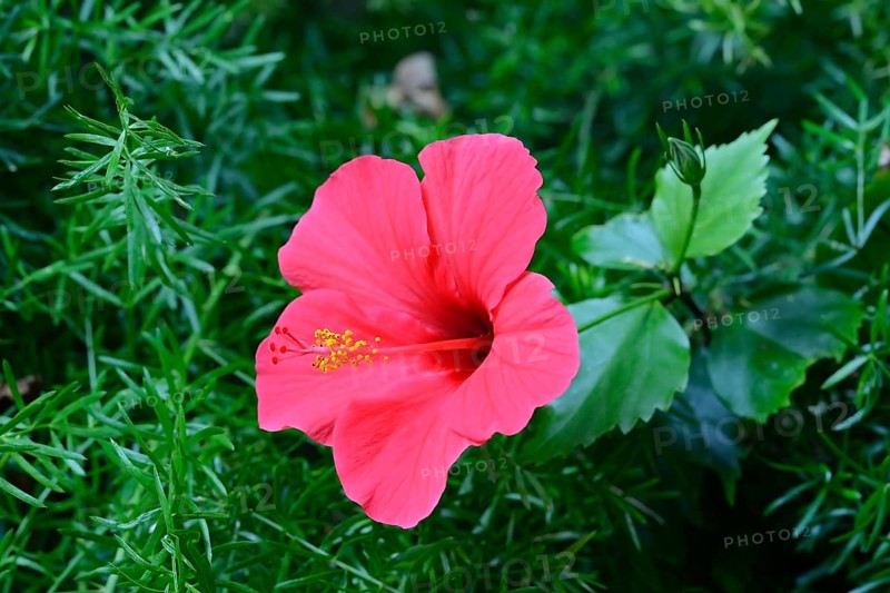 Hibiscus flower