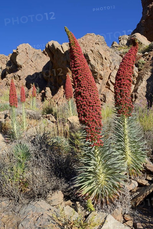 Tenerife bugloss (Echium wildpretii) in flower