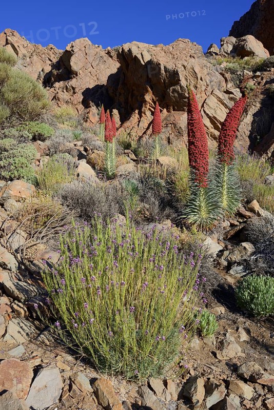 Tenerife bugloss (Echium wildpretii) in flower