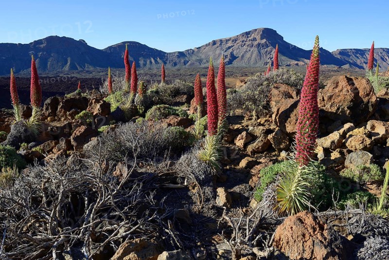 Tenerife bugloss (Echium wildpretii) in flower