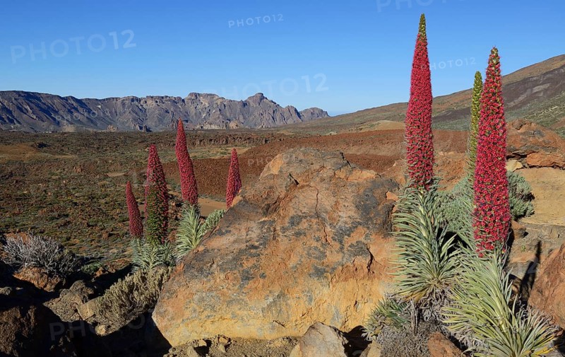 Tenerife bugloss (Echium wildpretii) in flower