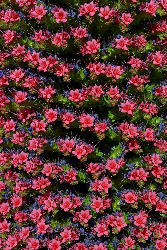 Tenerife bugloss (Echium wildpretii) in flower