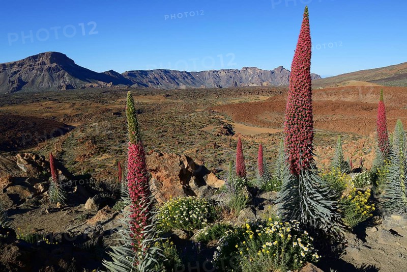 Tenerife bugloss (Echium wildpretii) in flower