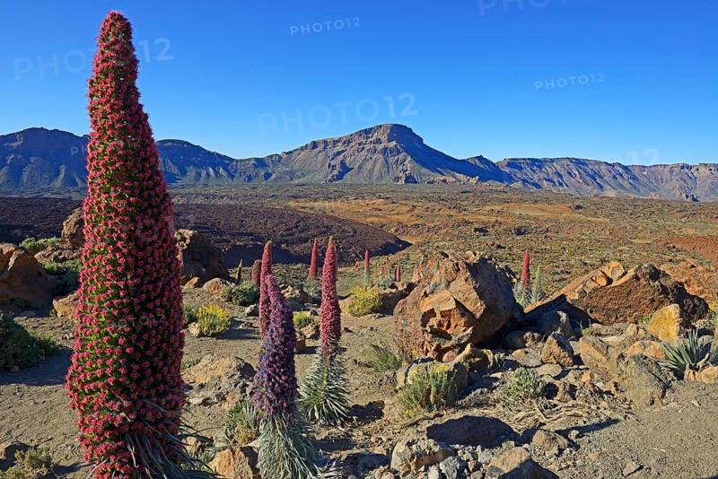 Tenerife bugloss (Echium wildpretii) in flower
