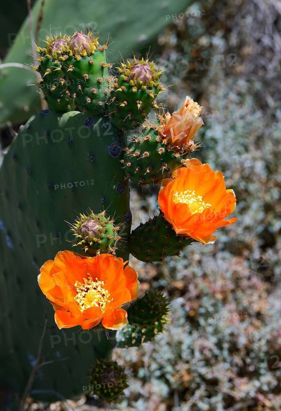 Prickly pear (Opuntia sp.)