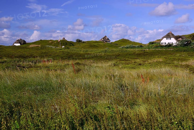 Typical Frisian houses