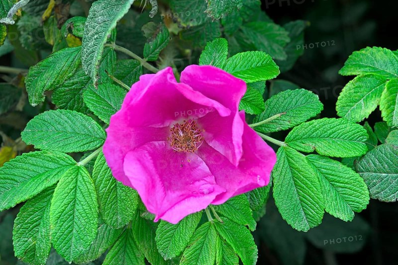 Rugosa Rose (Rosa rugosa)