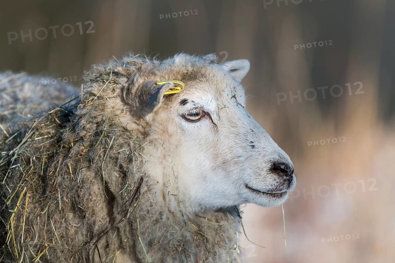 Old domestic sheep breed Skudde in winter