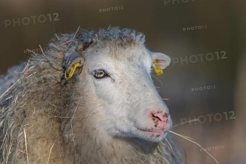 Old domestic sheep breed Skudde in winter