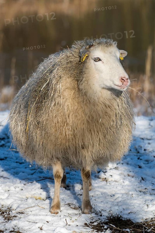 Old domestic sheep breed Skudde in winter