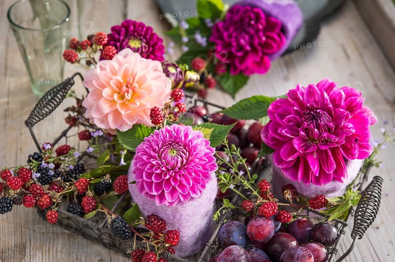 Dahlias (Dalia hybrids)