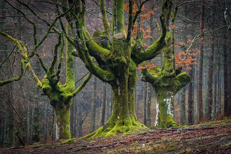 Gorbea Natural Park