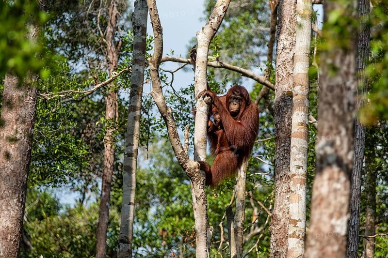Bornean orangutan (Pongo pygmaeus)