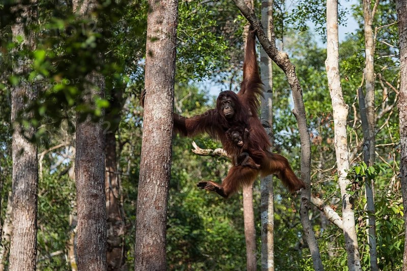 Bornean orangutan (Pongo pygmaeus)