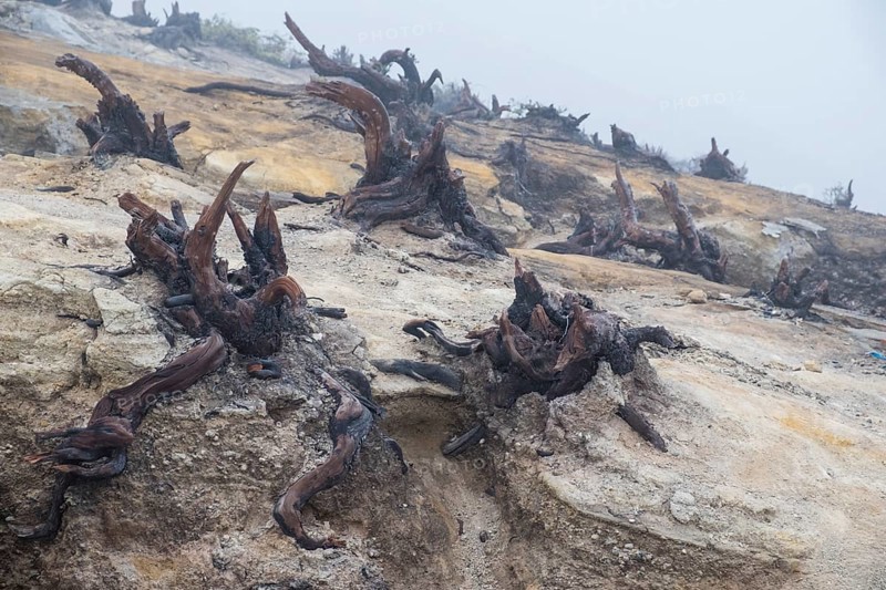 Charred roots on Ijen volcano ridge