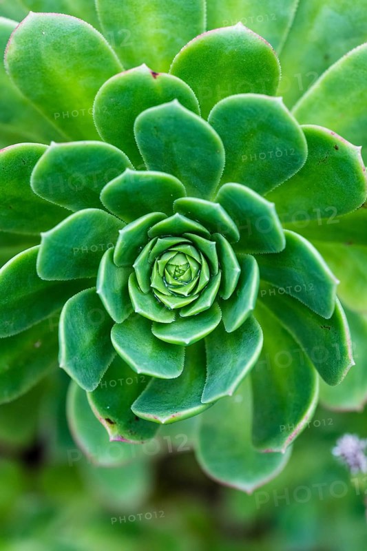 Leaf rosette of houseleek tree (Aeonium)