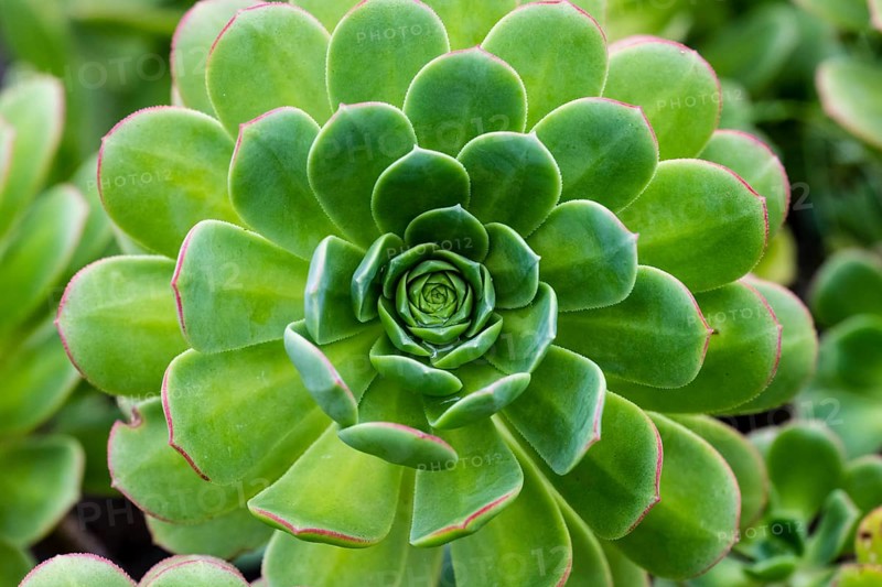 Leaf rosette of houseleek tree (Aeonium)