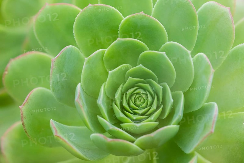 Leaf rosette of houseleek tree (Aeonium)
