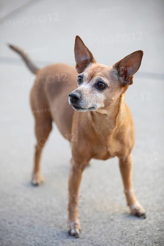 Miniature Pinscher