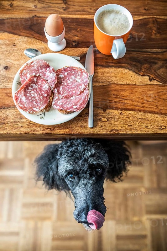 Poodle under the table begging for food