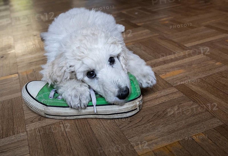White king poodle