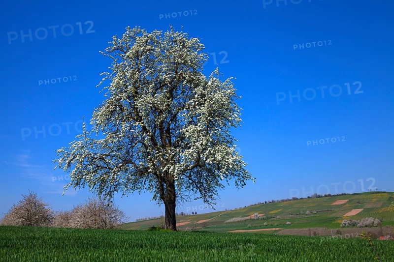 Blooming cherry tree (Prunus)