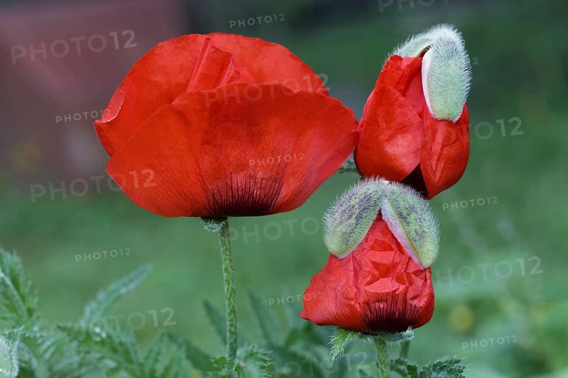 Oriental poppy (Papaver orientale)