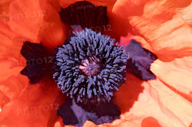 Oriental poppy (Papaver orientale)