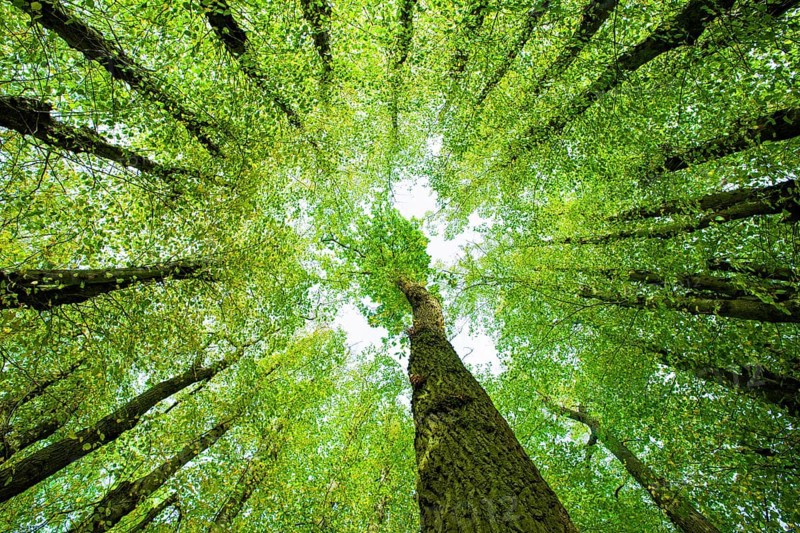 Large Linden trees (Tilia) and Oaks (Quercus) are striving towards the light