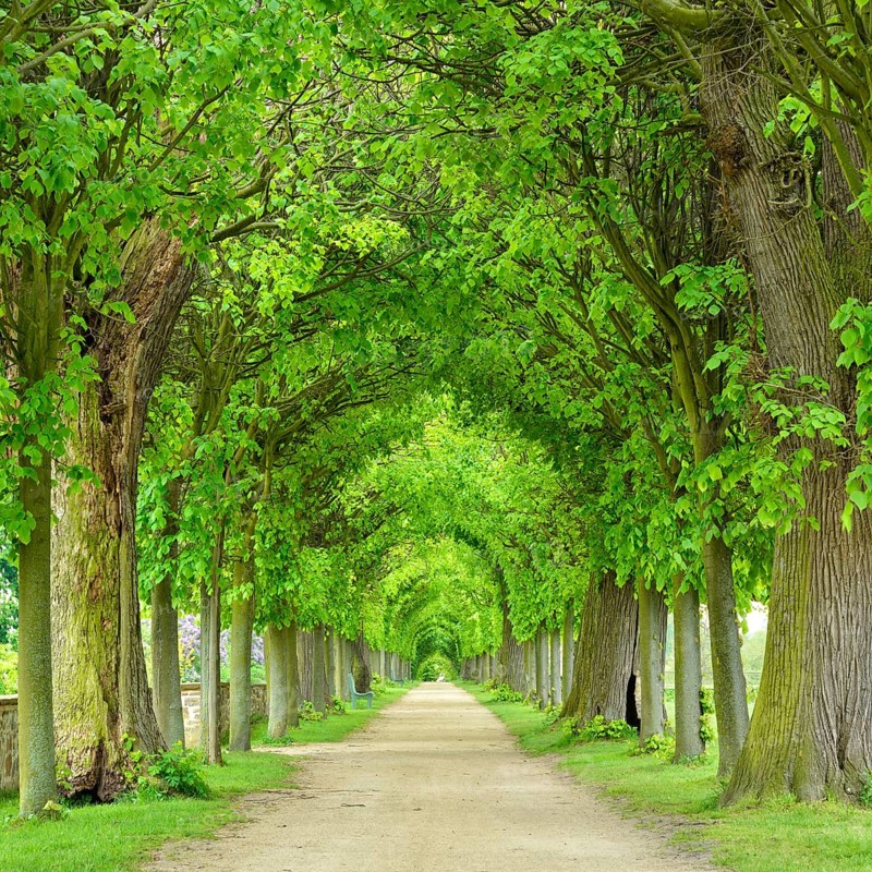 Tunnel-like lime tree avenue in spring
