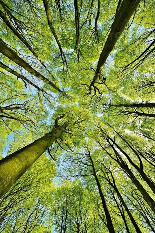 Sunny beech forest in spring