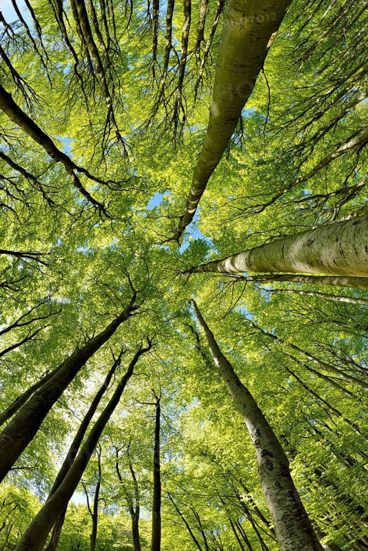 Natural sunny beech forest in spring