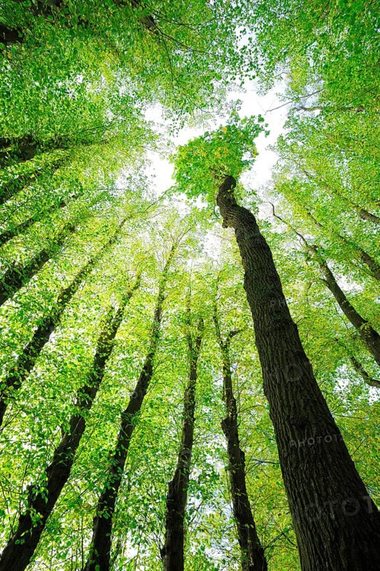 Large Linden trees (Tilia) and Oaks (Quercus) are striving towards the light