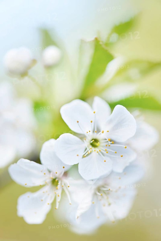 Cherry blossoms in spring