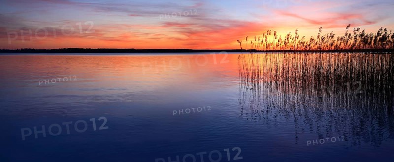 Lake with reed at sunset