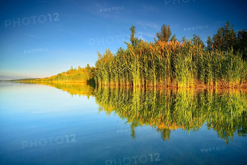 Quiet lake with reeds on the shore