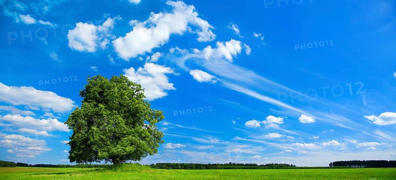 Solitaire tree