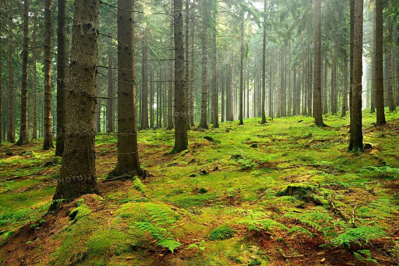 Sun shines through light spruce forest