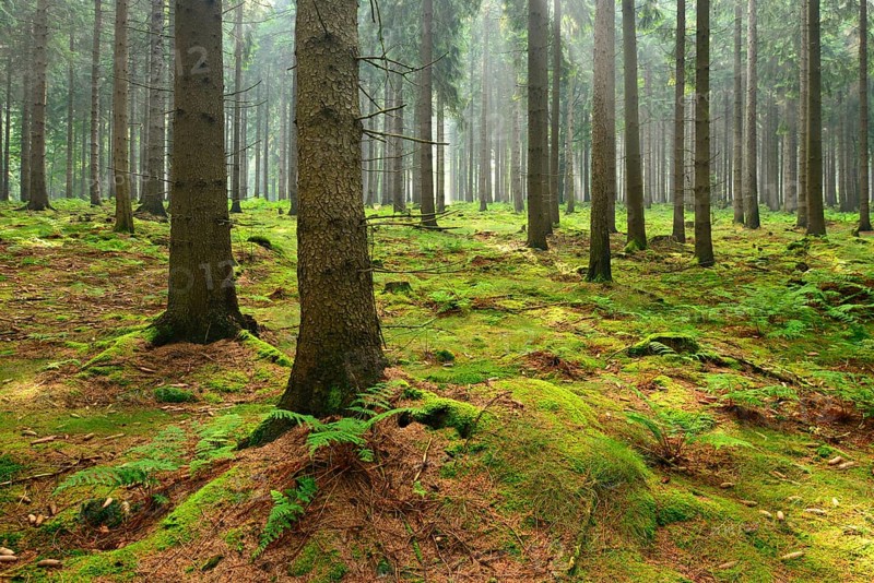 Sun shines through light spruce forest
