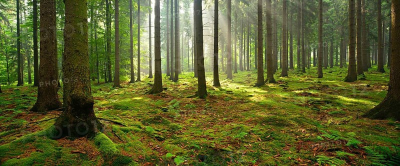 Sun shines through light spruce forest
