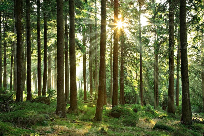 Sun shines through near-natural spruce forest with boulders