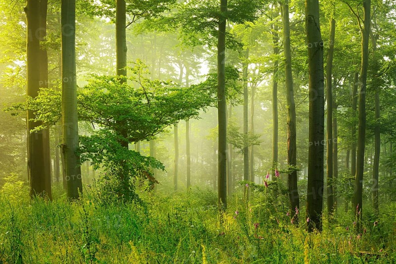 Sun shines through light spruce forest