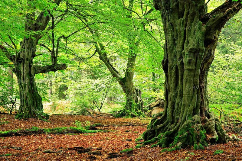 Forest with gnarled old moss-covered European hornbeams (Carpinus betulus)