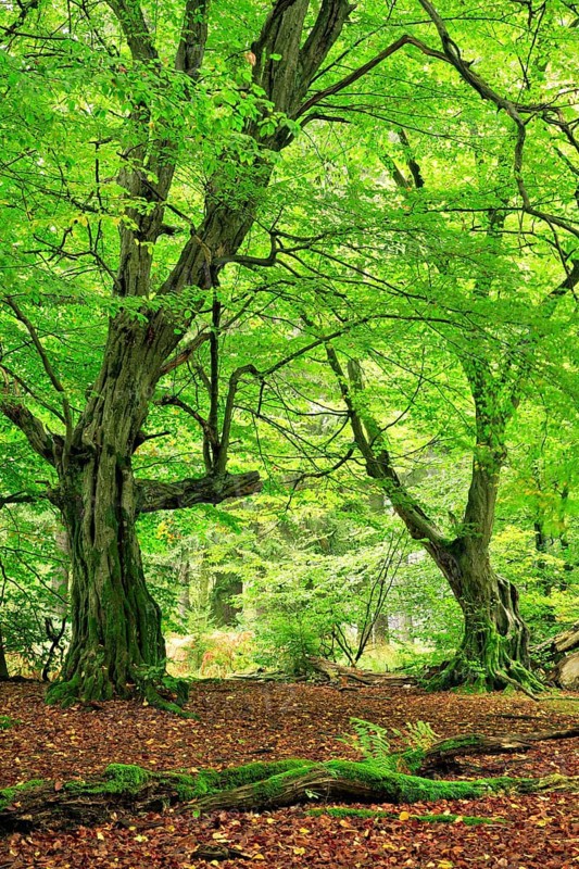 Forest with gnarled old moss-covered European hornbeams (Carpinus betulus)