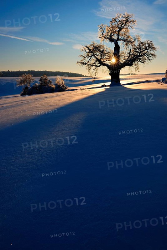 Winter landscape with solitary Oak (Quercus) at sunset