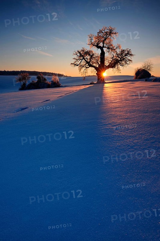 Winter landscape with solitary Oak (Quercus) at sunset