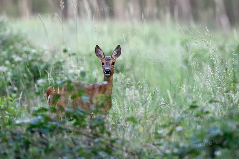 European roe deer (Capreolus capreolus) stands in Bebusch