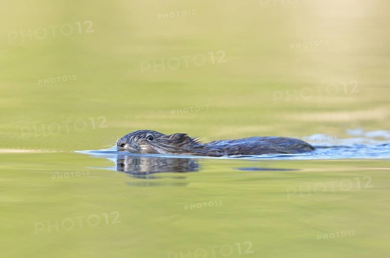 Muskrat (Ondatra zibethicus) swims through a pond