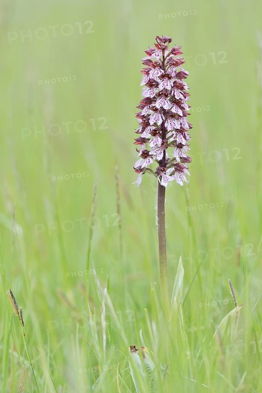 Northern marsh-orchid (Orchis purpurea) in a meadow