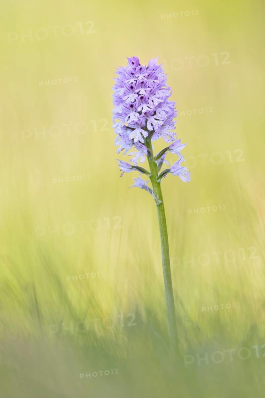 Three-toothed orchid (Neotinea tridentata)